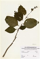 藏品(龍吐珠)的圖片